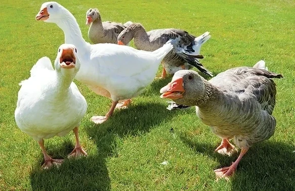 新的 QakBot 钓鱼活动出现，距联邦调查局打击行动几个月后 媒体